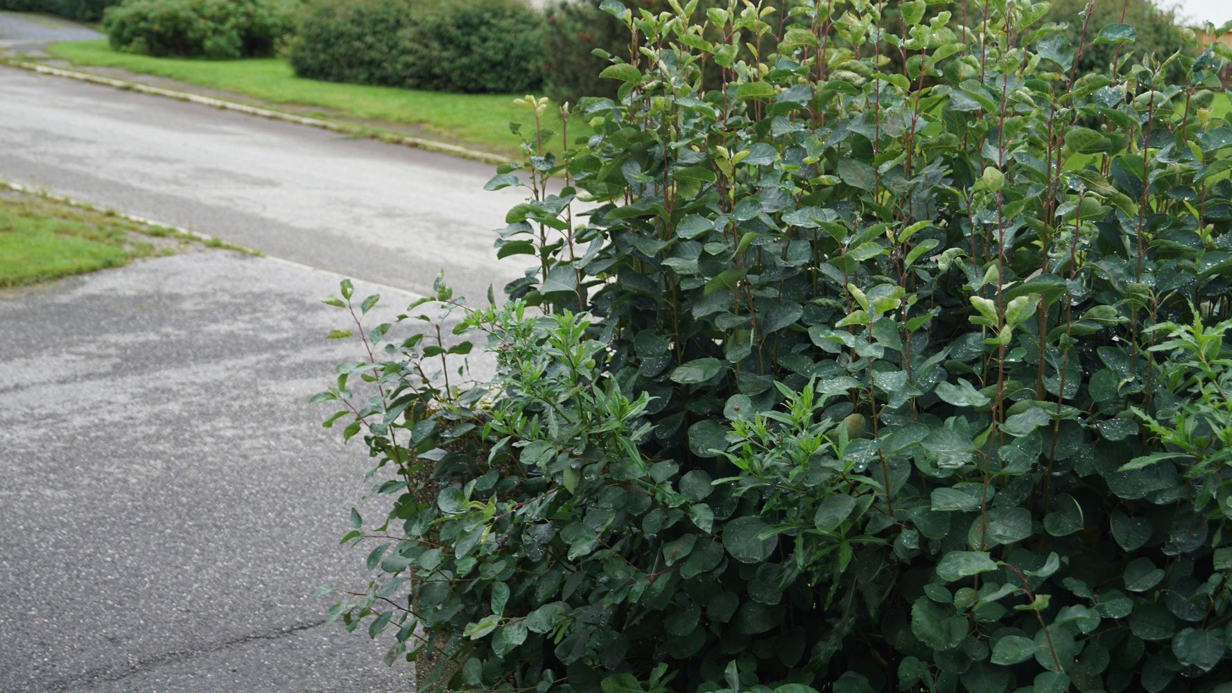 Attractive for owners – the hedge can pose a danger to traffic